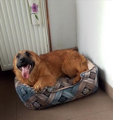 Mešanac, mlad pas, željna maženja 