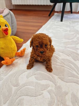 Pudla toy