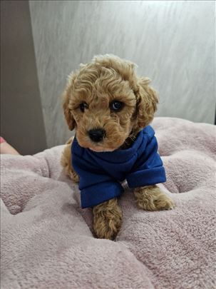 Pudla toy 