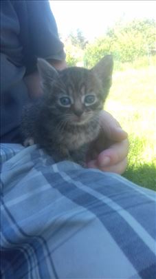 Domaći mačici traže dom