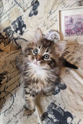 Maine Coon devojčica 