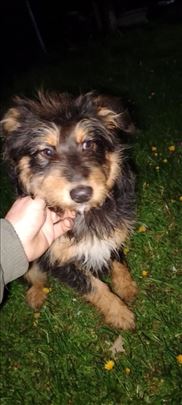 Mešanac, mlad pas, čupavo čudence 