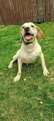 Mešanac istarskog goniča, odrastao pas, veran drug