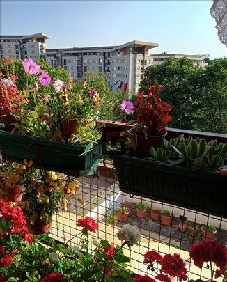 Divan pravi porodičan 4.0 stan - Banjica ID#1651