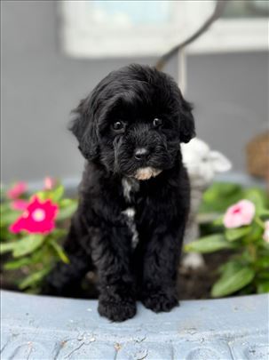 Maltipoo 