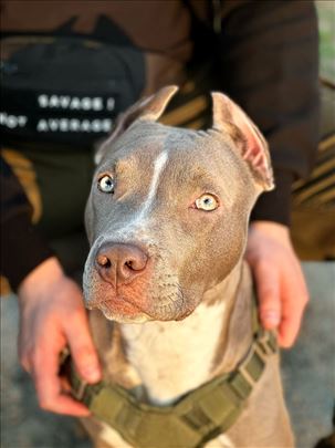 Pit bul terijer, mlad pas