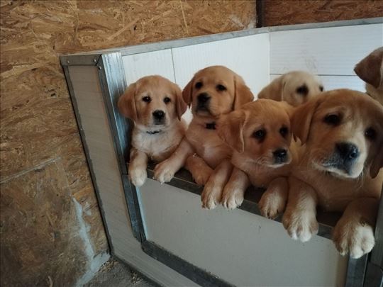 Labrador retriver štenci