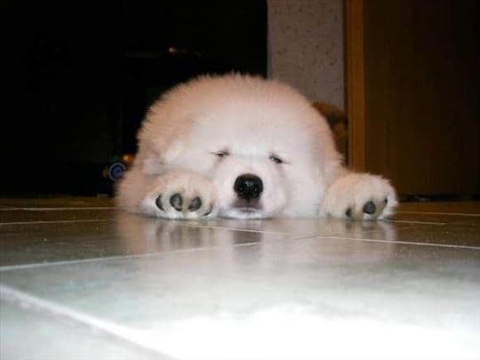 Samojed, štenci