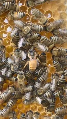 Rojevi na LR ramovima