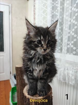 Maine Coon, mače