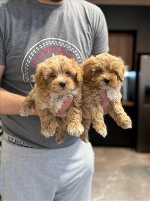 Maltipoo 