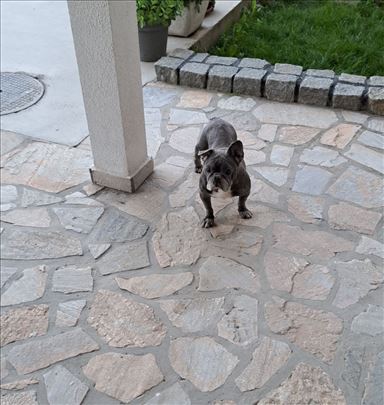 Buldog, odrastao pas 