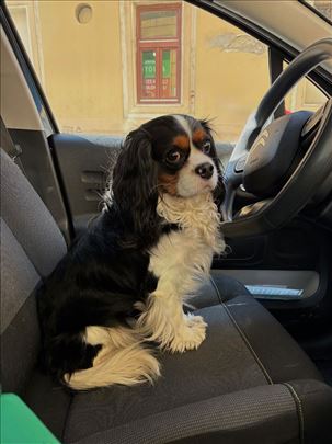 Cavalier King Charles Spaniel za parenje