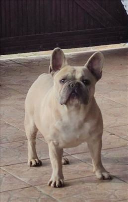 Francuski buldog, odrastao pas