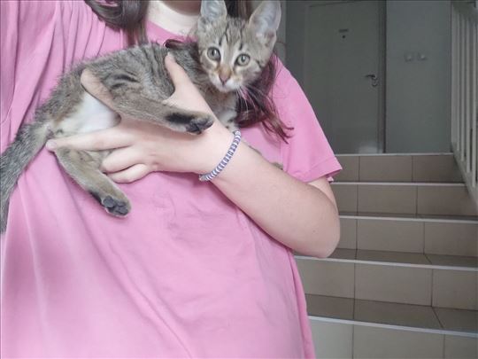 Mače hitno traži dom