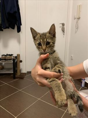 Preslatko mače na poklon