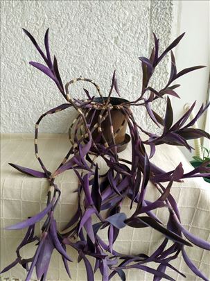 Tradescantia Pallida - ljubičasta lozica