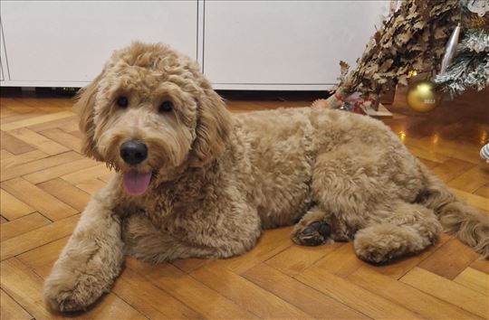 Goldendoodle