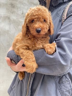 Maltipoo kuce