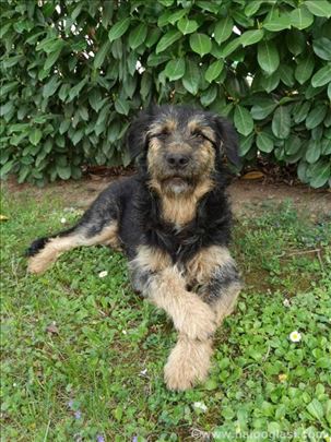 Mešanac, mlad pas na poklon