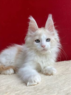 Maine Coon , kitten