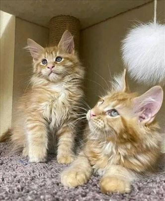 Maine Coon , kitten