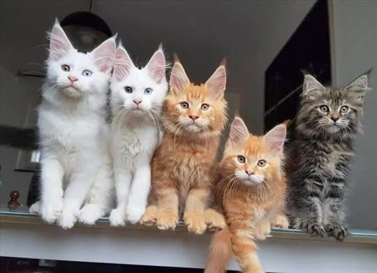 Maine Coon , young cat