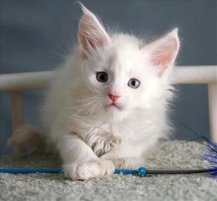 Maine Coon , young cat