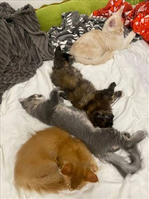 Maine Coon , young cat