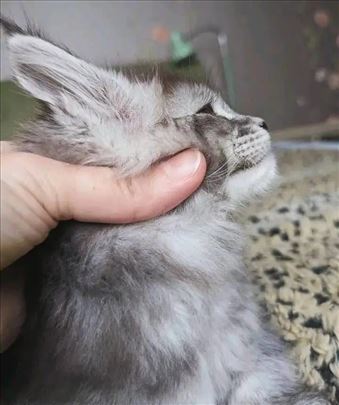 Maine Coon , young cat