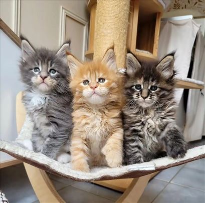 Maine Coon , young cat