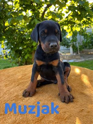 Doberman štenci