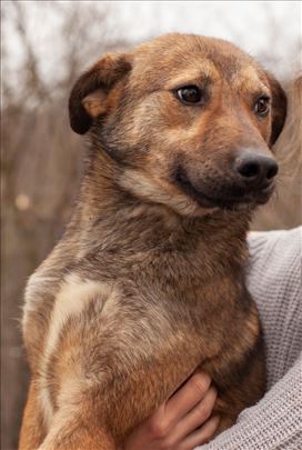 Jova psic mesanac trazi dom