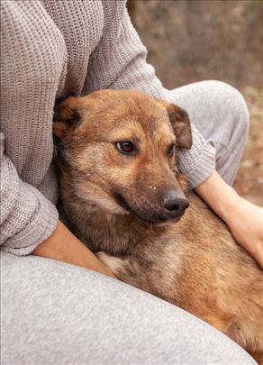 Jova psic mesanac trazi dom