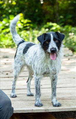 Nemački oštrodlaki ptičar/frizijski pticar