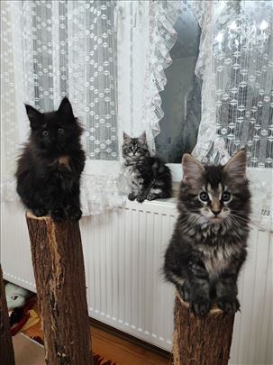 Maine Coon, mače