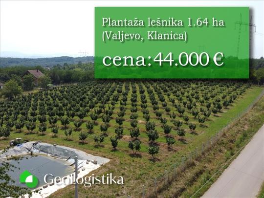 Plantaža lešnika površine 1.46 ha