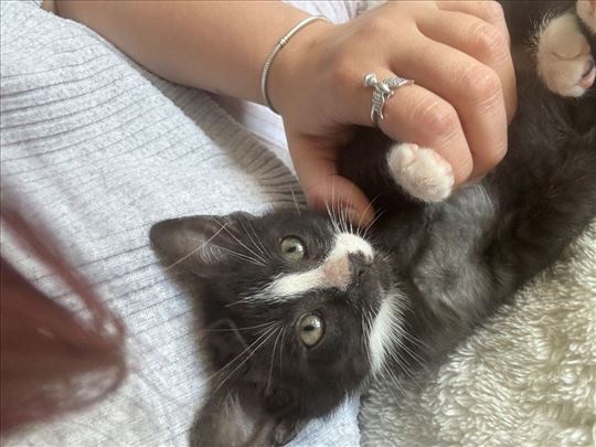 Tražimo najbolje domove za tri malena čuda