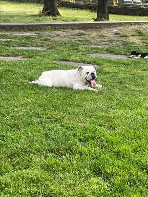Buldog, odrastao pas