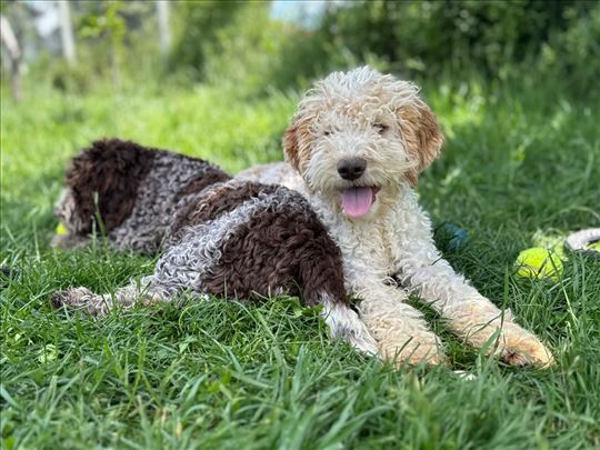 Lagotto romagnolo štenci