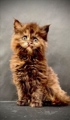 Maine Coon, čistokrvni mačići 