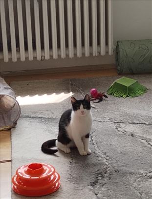 Poklanja se lepa,mlada,umiljata,sterilisana maca