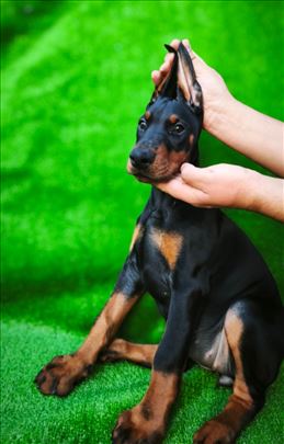 Doberman štene