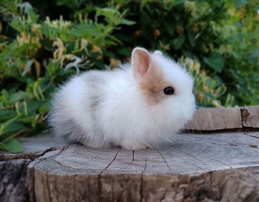 Mini Teddy ženkica 