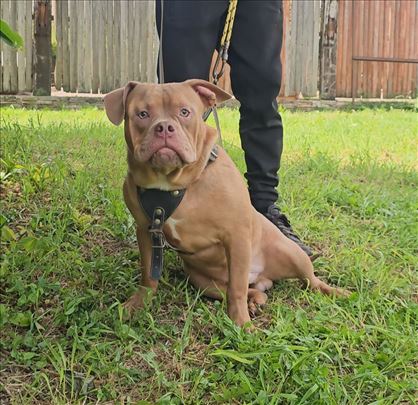 Pit bul terijer, mlad pas