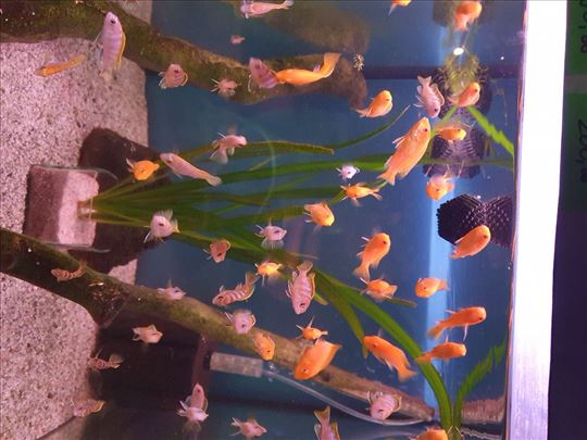 -Labidochromis sp. "Perlmutt"