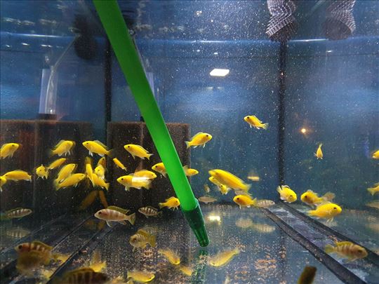 Ciklidi-Labidochromis caeruleus 'Kakusa'