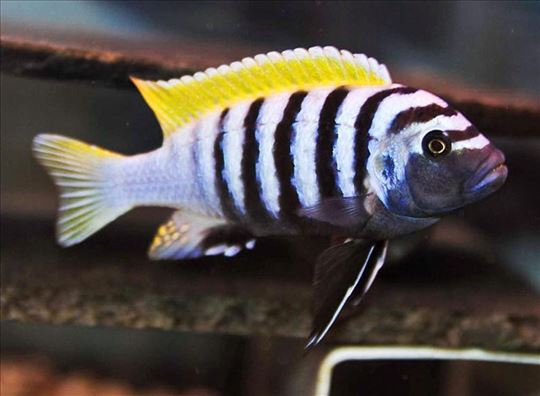 Cynotilapia zebroides Jalo Reef