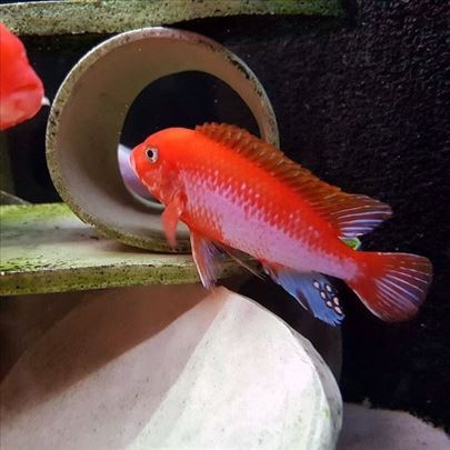 Labidochromis Hongi Sunflower