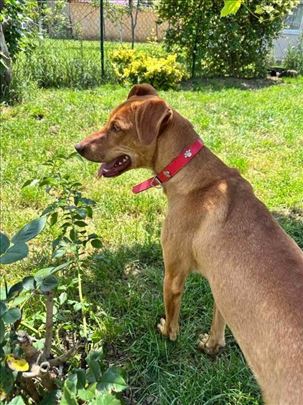 Mešanac, mlad namučen pas 